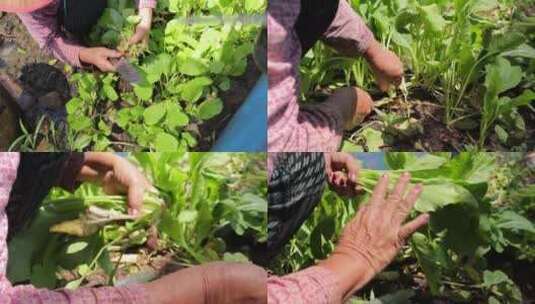 农村菜园青菜采摘收割高清在线视频素材下载