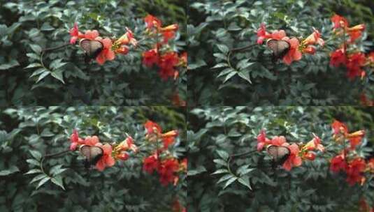 蝴蝶在花丛边飞舞特写高清在线视频素材下载