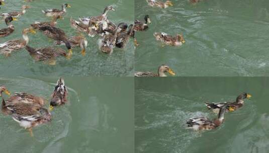 水里嬉戏进食的鸭子高清在线视频素材下载