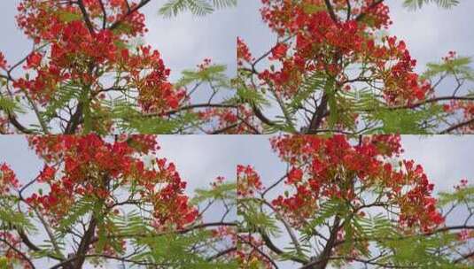 攀枝花拍摄的花 (3)高清在线视频素材下载
