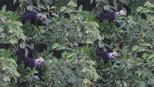 Z 4K 广西桂西白头叶猴吃树叶3高清在线视频素材下载