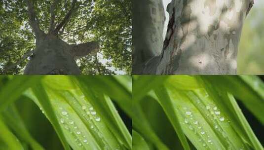 树木树荫树叶绿植实拍空镜高清在线视频素材下载