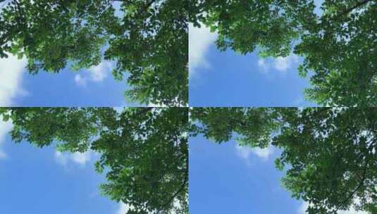 蓝天白云 空中绿叶 树叶 绿叶子高清在线视频素材下载