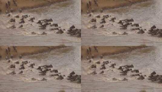 非洲大草原动物迁徙高清在线视频素材下载