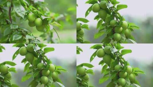 果树上的青李子水果果园种植高清在线视频素材下载