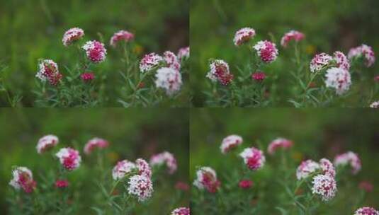 草原野花特写高清在线视频素材下载