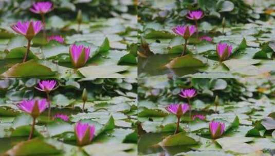 池塘里紫色盛开的睡莲4k50p高清在线视频素材下载