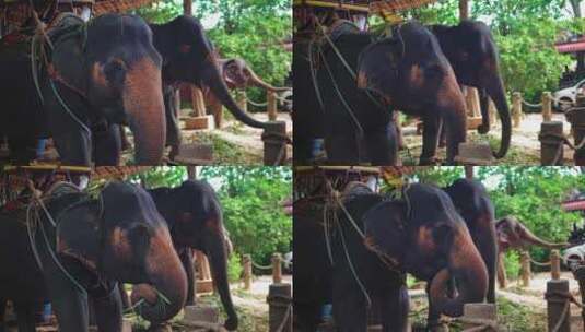 亚洲的大象农场高清在线视频素材下载