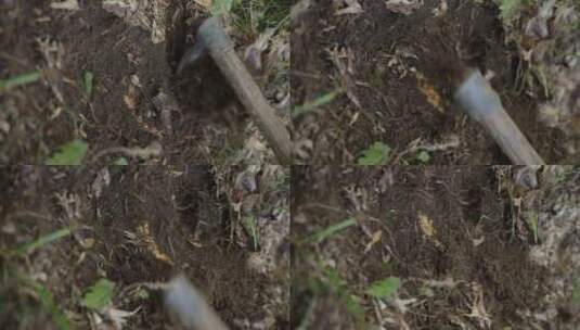 在山里挖竹笋高清在线视频素材下载