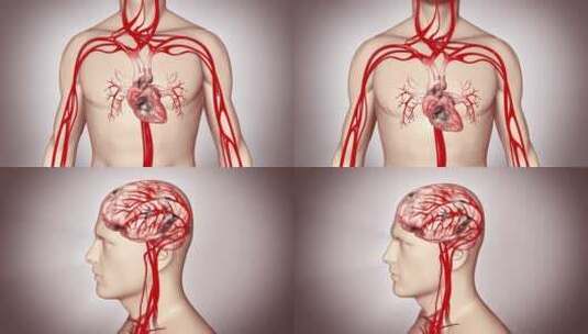 解剖学 三维 搏动 冠状动脉 左心房高清在线视频素材下载
