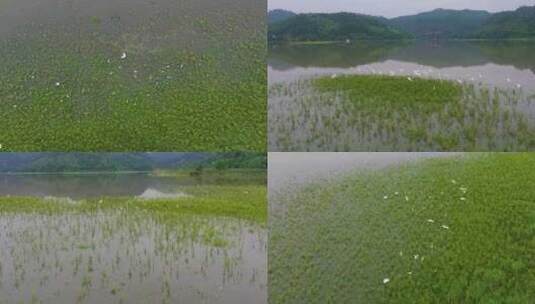 青山绿水生态湿地一群白鹭飞翔升格空镜合集高清在线视频素材下载