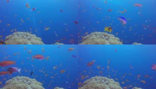 红海鱼珊瑚礁高清在线视频素材下载