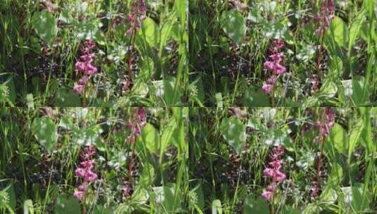 野生药用植物：红花鹿蹄草高清在线视频素材下载
