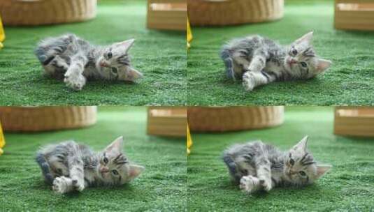 可爱的美国短毛小猫躺在绿色的草地上高清在线视频素材下载