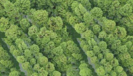 湿地上空白鹭绿色树木俯拍航拍高清在线视频素材下载