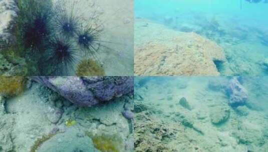 海洋生物海胆小丑鱼尼莫珊瑚高清在线视频素材下载