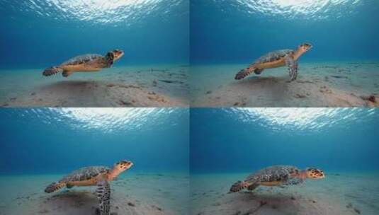 海底一只大海龟【4K】高清在线视频素材下载