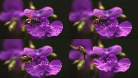 小蜜蜂采蜜慢动作唯美镜头高清在线视频素材下载