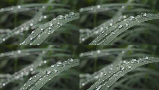 特写植物叶子上的雨珠高清在线视频素材下载