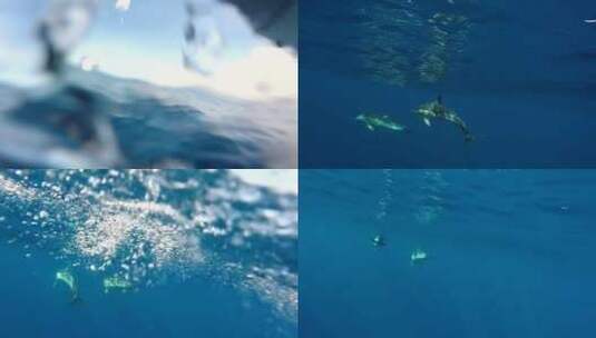 海底海豚拍摄高清在线视频素材下载