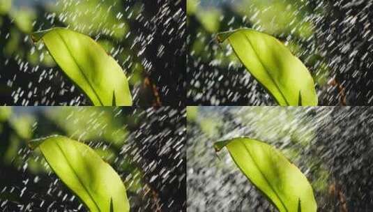 雨水洒在植物上高清在线视频素材下载