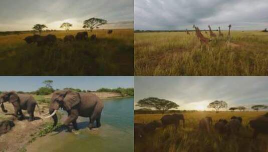 非洲大草原里各种野生动物·穿越机拍摄素材高清在线视频素材下载