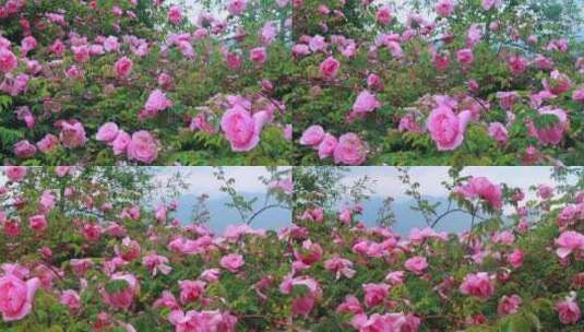 盛开的玫瑰花丛高清在线视频素材下载