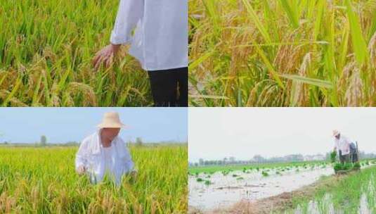 稻田稻谷 水稻 大米 成熟高清在线视频素材下载