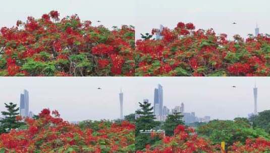 中国广东省广州市越秀区海印桥凤凰花高清在线视频素材下载