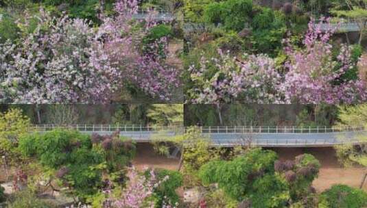 春天绿树环抱的栈道航拍高清在线视频素材下载