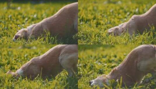 拉布拉多犬在田野里摩擦草地高清在线视频素材下载