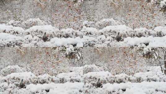 冬天小区植物积雪高清在线视频素材下载