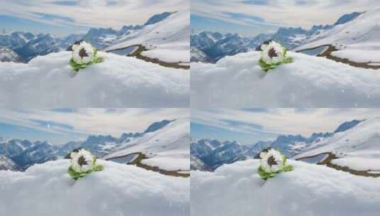 雪地天山雪莲高清在线视频素材下载