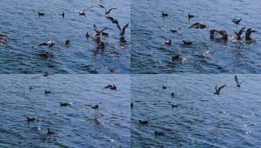 海面上的海鸥高清在线视频素材下载