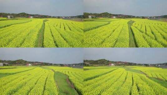 湖南衡东县乡村田野油菜花自然风光航拍4k高清在线视频素材下载