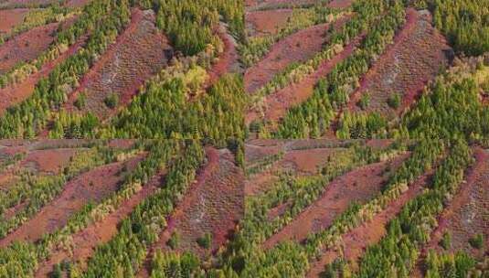 苏木山国家森林公园秋色高清在线视频素材下载