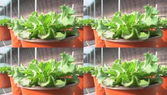 甘蓝 羽衣甘蓝 观赏花 绿色甘蓝 蓬松芯甘蓝高清在线视频素材下载