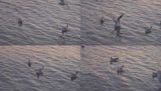 海鸥 游泳 海 海面 飞翔的海鸥 景色高清在线视频素材下载