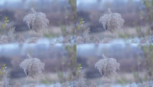 芦苇 湿地 大片芦苇 芦苇地 芦苇田 植物高清在线视频素材下载