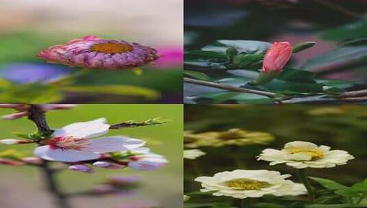 春天立春春分春暖花开百花齐放各种花高清在线视频素材下载