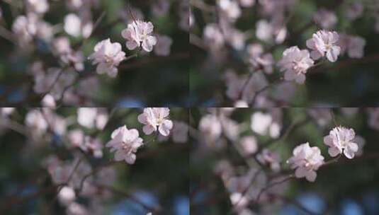 春日里盛开的山桃花随风摇曳高清在线视频素材下载