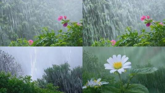 夏雨倾泻 树影婆娑 雷声阵阵 繁花怒放高清在线视频素材下载