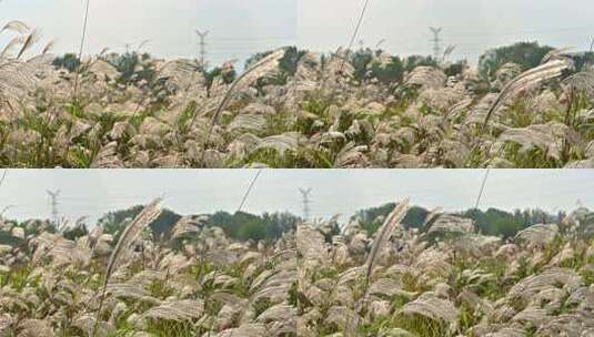 杭州余杭苕溪风光空镜 秋天的芦苇荡高清在线视频素材下载