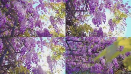 花特写花卉特写4k50帧. 花.春天.自然.草.树高清在线视频素材下载