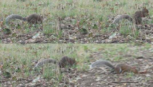 一只松鼠在地上捡食物高清在线视频素材下载