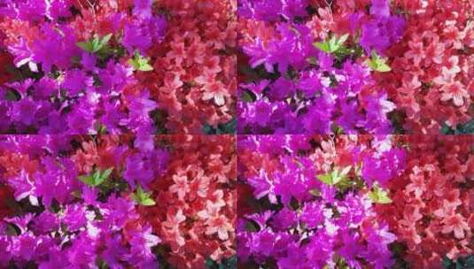 阳光照在五颜六色的鲜花上高清在线视频素材下载