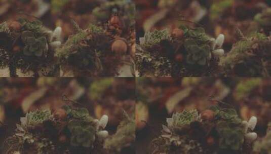 多肉植物的特写镜头高清在线视频素材下载