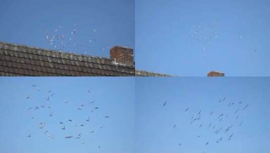 天空中飞行的鸟群高清在线视频素材下载
