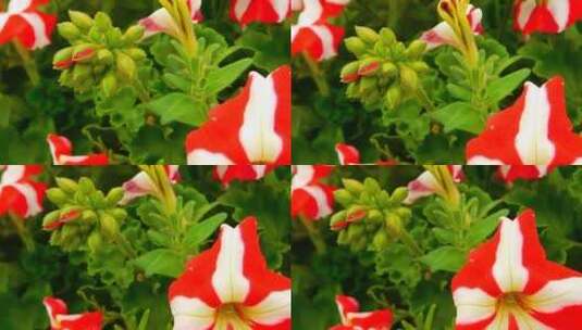 高清拍摄红花绿叶高清在线视频素材下载