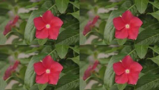 红色植物花瓣特写高清在线视频素材下载